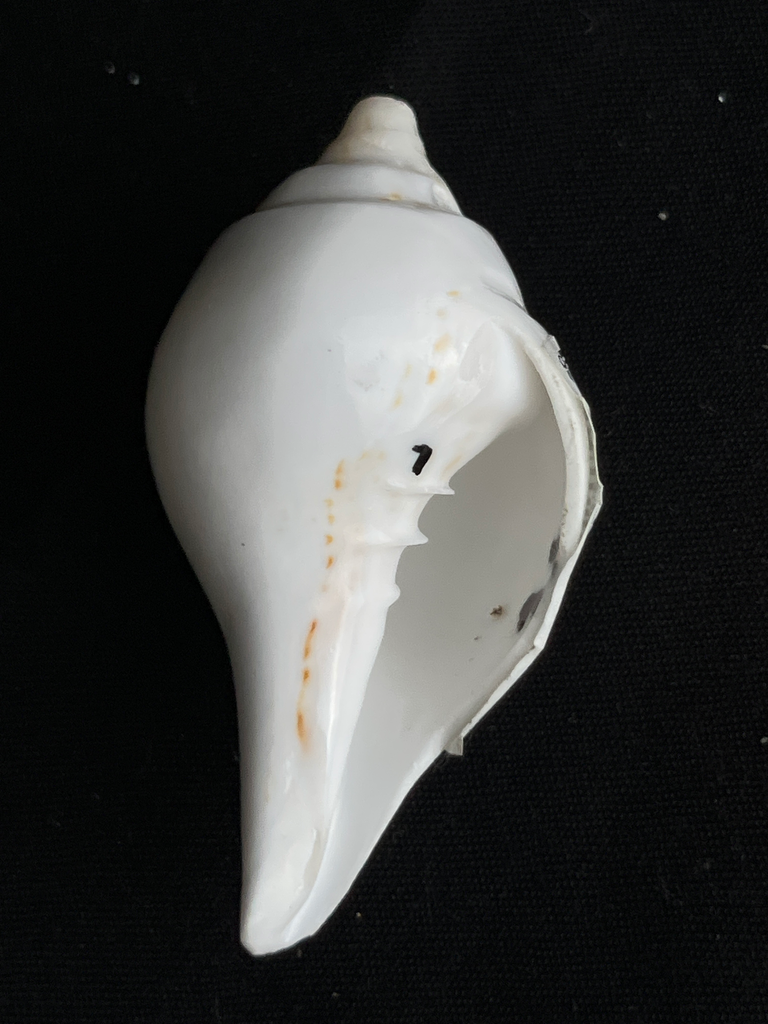 KTD Gopala Conch Shankh No. 20