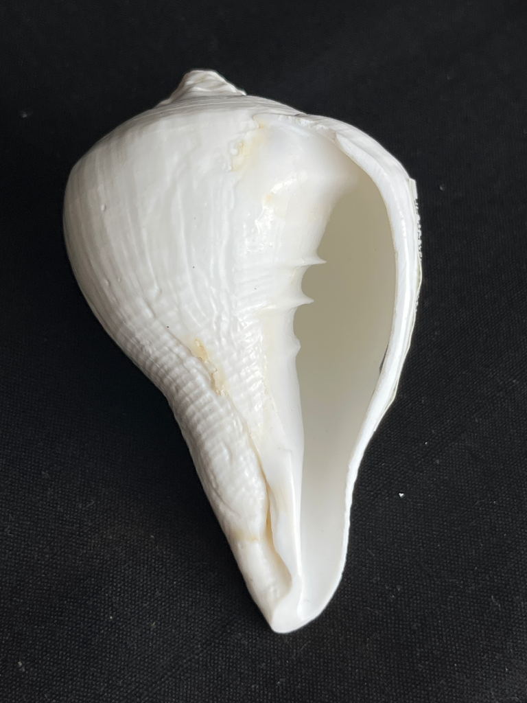 KTD Gopala Conch Shankh No. 55