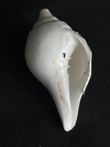 KTD Gopala Conch Shankh No. 18