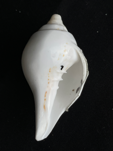 KTD Gopala Conch Shankh No. 20